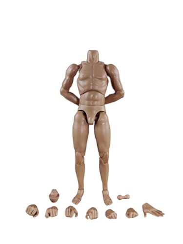 1/6 Skala Männlichen Körper, 12inch COOMODEL Flexible Muskulöse Männliche Nackte Action Figur Neue Standard Schmale Schulter Körper Sammlung (BD007-Standard-Muskel-Arm-Körper Typ-25CM) von Fremego