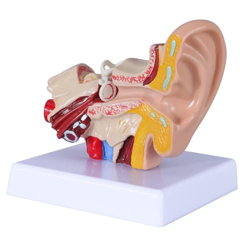 Fubdnefvo 1,5-Faches Anatomiemodell Des Menschlichen Ohrs, das die Organstruktur Des Zentralen und Äußeren Ohrs Zeigt von Fubdnefvo