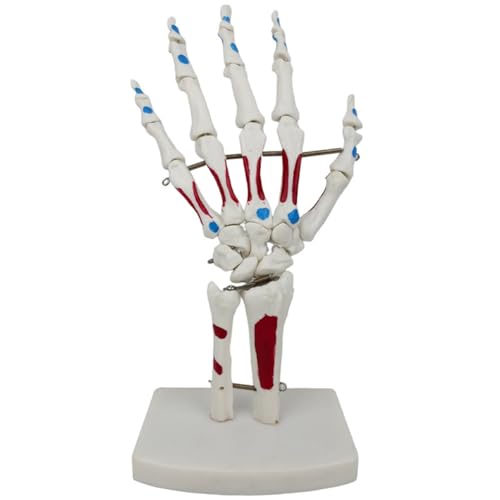 Fubdnefvo Palmarknochen-Anatomie-Muskelmodell mit Handgelenk, Ulna und Aufklappbaren Handknochen von Fubdnefvo