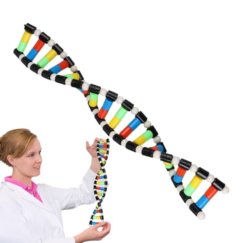 Biologie-Klassenzimmer-Dekor, DNA-Modell - DNA-Modelle für Kinder mit Doppelhelixstruktur - Naturwissenschaftliches Spielzeug für Vorschulkinder, Lehrmittel, Lern- und Lernspielzeug, von Fulenyi