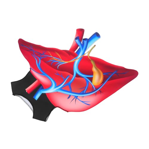 GALPADA Halloween Herz Kostüm aus Weichem Schwamm Auffälliges Design Bequemes Tragen Pflegeleichtes Cosplay Outfit für Party Bühne und Rollenspiel Lustiges Herz Verkleidung GALPADA Halloween Herz Kostüm aus Weichem Schwamm Auffälliges Design Bequemes Tragen Pflegeleichtes Cosplay Outfit für Party Bühne und Rollenspiel Lustiges Herz Verkleidung von GALPADA