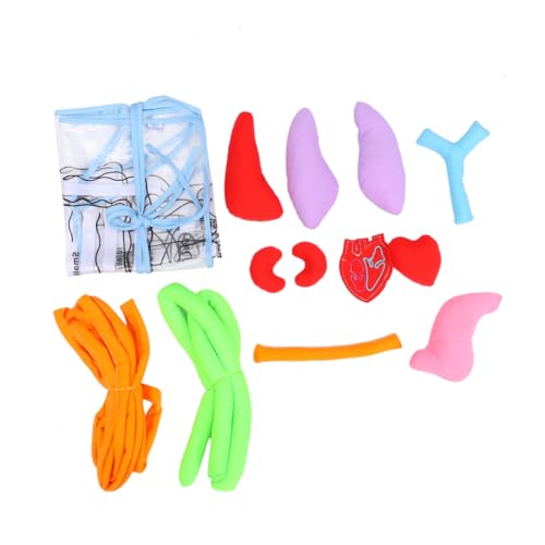 GARIOUANS Kinderschürze mit Modell Menschlicher Organe Pädagogisches Lernhilfsmittel für Vorschule Langlebiges Material Inklusive Herz Lunge Geeignet für Schul und Gesundheitsunterricht GARIOUANS Kinderschürze mit Modell Menschlicher Organe Pädagogisches Lernhilfsmittel für Vorschule Langlebiges Material Inklusive Herz Lunge Geeignet für Schul und Gesundheitsunterricht von GARIOUANS