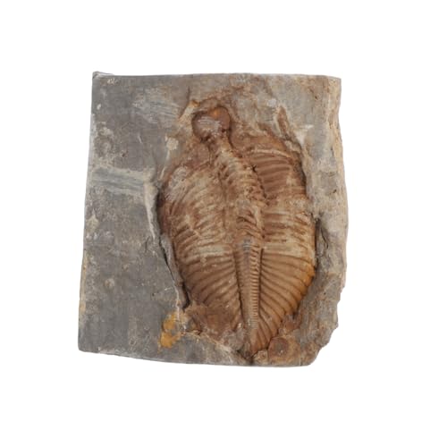 GARVALON Trilobiten- dekorative Trilobit-Skulptur Paläontologie Skulptur Dekor Meeresdekor gefälschtes Trilobit-Modell schreibtischdeko schreibtisch dekoration Ausbildung Probe von GARVALON