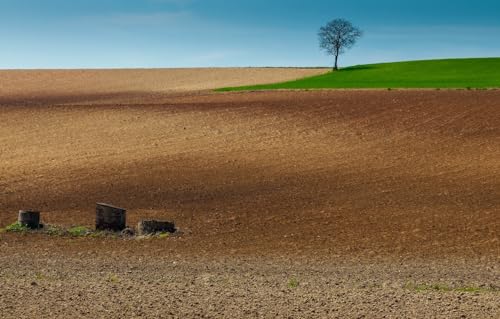 1000-teilige Puzzles für Erwachsene | Puzzle | Puzzles 1000 Teile für Erwachsene, Feld, Landschaft, Baum, Ackerland 75 * 50cmD8T307K von GDFWB