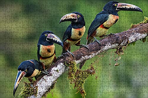 3D Puzzle Bright 1000 Pieces Animal Bird Toucan Collar Aracari Branch Four Birthday Gift 75 * 50cm von GDFWB