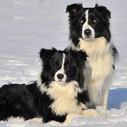 DIY-Hundepuzzle aus Holz mit großen Teilen, 1000 Teile, Erwachsener Border Collie, schwarzer Hund, Heimdekoration, 75 x 50 cm von GDFWB