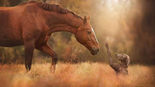 Jigsaw Puzzle| Horse and Dog Friends Jigsaw | 1000 Pieces of Puzzle75*50cm von GDFWB