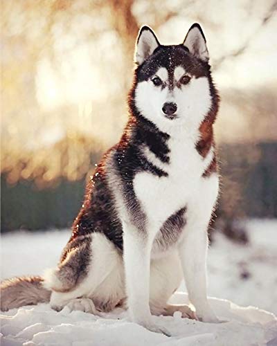 Klassisches Puzzle 1000 Teile Erwachsenenpuzzle Holzpuzzle 3D-Puzzle Husky-Hund im Schnee DIY Lernpuzzle Weihnachts-Wohndekor-Geschenk, 75 * 50 cm von GDFWB