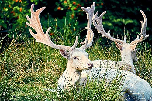 Puzzle für Erwachsene 300 Teile Hirsch auf der Wiese - 300 Teile Puzzle Große Puzzles Kinder Lernspiel Spielzeug Geschenk für die Wanddekoration zu Hause 38 * 26 cm von GDFWB