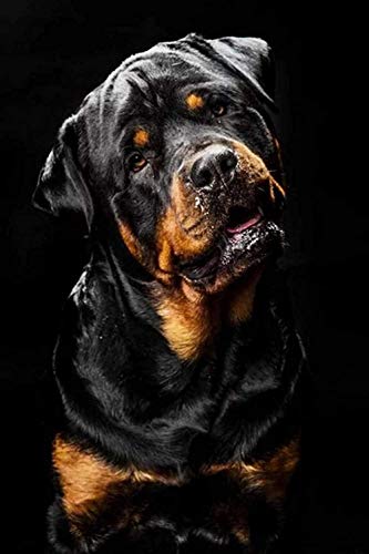 Puzzlespiel, Puzzle, 500 Teile Puzzle Rottweiler DIY Holzpuzzle Lustiges Spiel Kinderpuzzle Erwachsene Einzigartiges Dekompressionsgeschenk Unmögliches Puzzle52 * 38cm von GDFWB