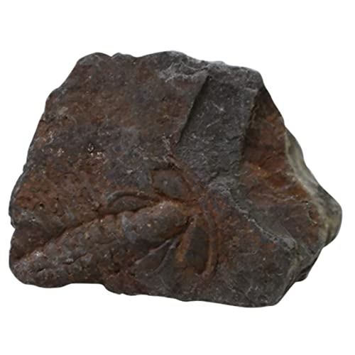 GLEAVI 1Stk Trilobiten- fossilien paläontologie verkleidung de leerling steinkopf eincremehilfe garnische Steine kinderspielzeug Felsen schmücken Gliederfüßer Modell Student Probe von GLEAVI