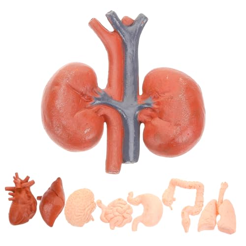 GLEAVI 8St menschliches Organmodell anatomisches Modell System Modell des menschlichen Gehirns Studie Körper werkzeug Lehrmittel Lungenmodell Gehirnmodell Orgelmodell Lebermodell PVC von GLEAVI