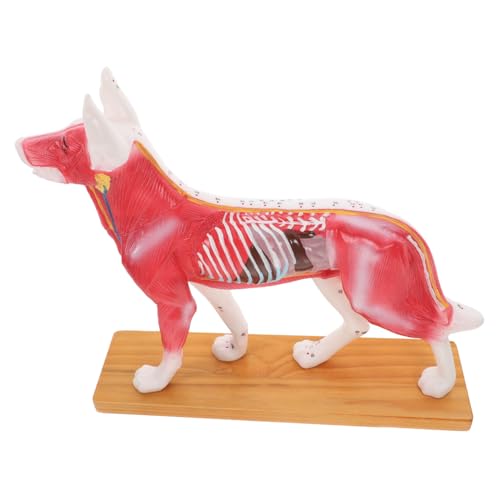 GLEAVI Akupunkturpunktmodell Für Hunde Hundemodell Plüsch Hund 4d-anatomiemodell Für Hunde Hundeanatomiemodell Realistischer Hund Modell Anatomie Haustier Akupunktur-trainingsmodell Pvc von GLEAVI