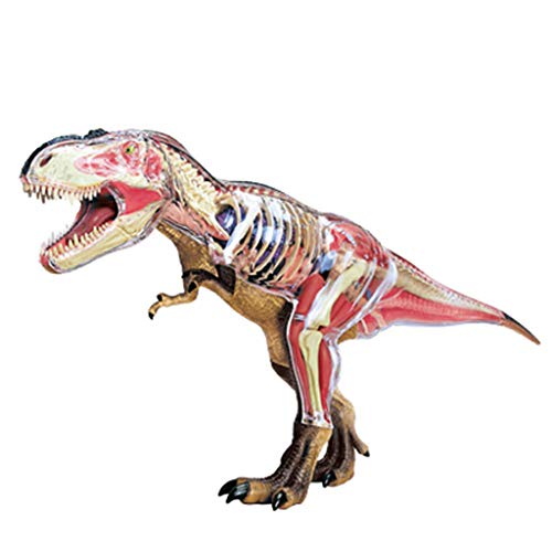 4D Vision Tyrannosaurus-Modell-Puzzle, Zusammenbauspielzeug Für Eltern-Kind-Interaktionsspielzeug, Verbesserung Der Praktischen Fähigkeiten, Medizinische Modelle Und Lehrmaterialien von GLJTUO