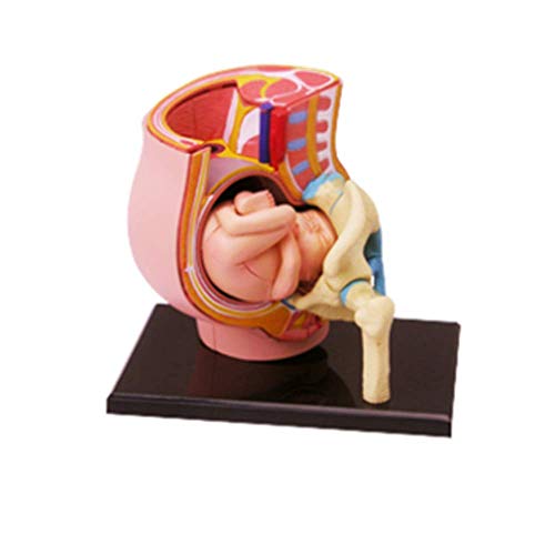 Pädagogisches Modell Anatomie Schwangerschaft Puzzle Modell Menschliches Weibliches Becken Fötus Schwangerschaftsmodell 27 Teile Medizinisches Pädagogisches Puzzlespielzeug Für Kinder Erwachsene Kind von GLJTUO