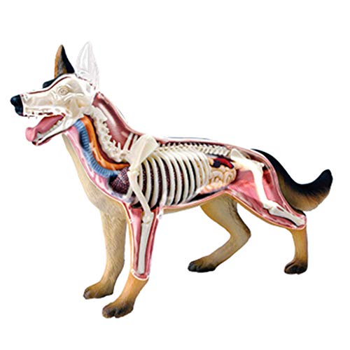 Tierpuzzle-Spielzeug, Zusammengebautes Anatomisches Modell, Abnehmbar, Tierhaltung, Biologie, Medizinisches Lehrspielzeug, Medizinische Modelle Und Lehrmaterialien von GLJTUO