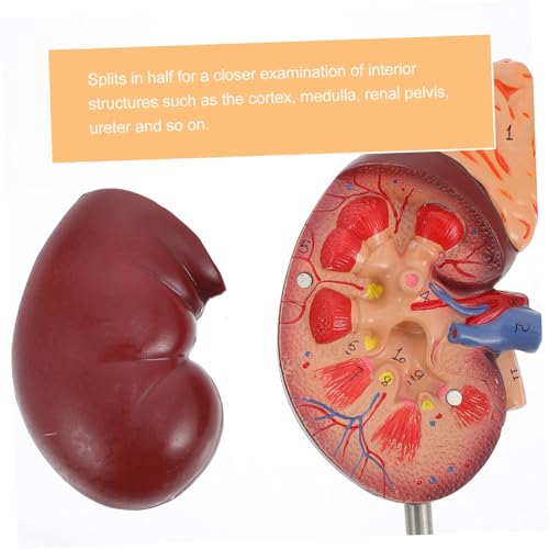 GLSTOY Lebensgroß Abnehmbar für Schulunterricht Medizinische Ausbildung Lehrmodell Nierenentnahme Prop für Medizinische Demonstration GLSTOY Lebensgroß Abnehmbar für Schulunterricht Medizinische Ausbildung Lehrmodell Nierenentnahme Prop für Medizinische Demonstration von GLSTOY