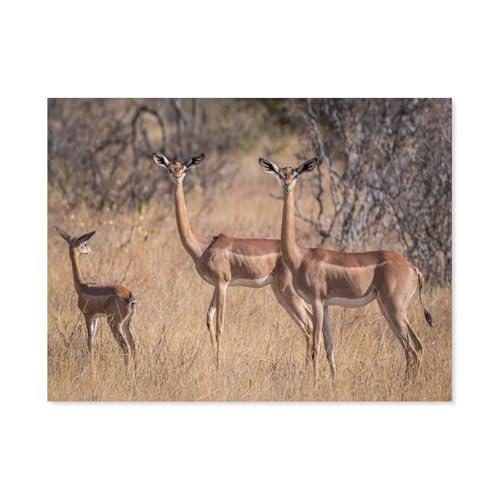 Antelope Giraffe Gazelle，Puzzles 1000 Stück Puzzles Für Erwachsene Kinder Klassisches Familienpuzzle Indoor DIY Spielzeug Geburtstagsgeschenk（75x50cm）-F8 von GSBRSNTS