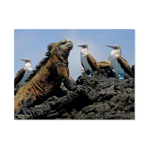 Puzzle 1000 Teile Erwachsene Puzzle Papier Puzzle Klassisches 3D Puzzle，Meerechse & Blaufusstölpel, Galapagos, Ecuador，DIY Collectibles Moderne Wohnkultur（38x26cm）-G29 von GSBRSNTS