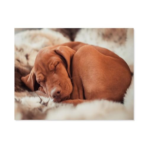 Vizslas, Ennio, Hund，Puzzle 1000 Teile Holz Puzzle Geeignet Für Erwachsene Kinder Familien Stressabbau Puzzlespiele（75x50cm）-C11 von GSBRSNTS