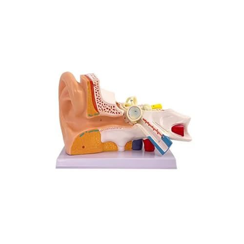 Menschliches Ohrmodell, Anatomiemodell, Simulationsmodell für das Ohrgelenk, professionelles PVC-Modell für das äußere Mittel- und Innenohr mit Sockel von GTRpenico