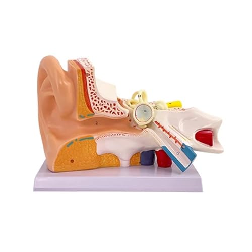 Menschliches Ohrmodell, Anatomiemodell, Simulationsmodell für das Ohrgelenk, professionelles PVC-Modell für das äußere Mittel- und Innenohr mit Sockel von GTRpenico