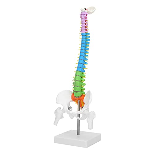 Menschliches Skelett-Wirbelsäulenmodell, Farbenfrohes Medizinisches 45 cm Langes Skelett-Wirbelsäulenmodell mit Becken-Femur Zur Präsentation für den Unterricht von Garsent