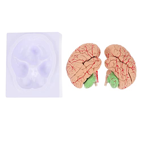 1stk Neuronales Lehrmodell 3d-modell Des Gehirns Wissenschaftliches Modell Des Menschlichen Körpers Medizinisches Zerebrovaskuläres Modell Gehirnmodelle Für Schüler Pvc Gatuida von Gatuida