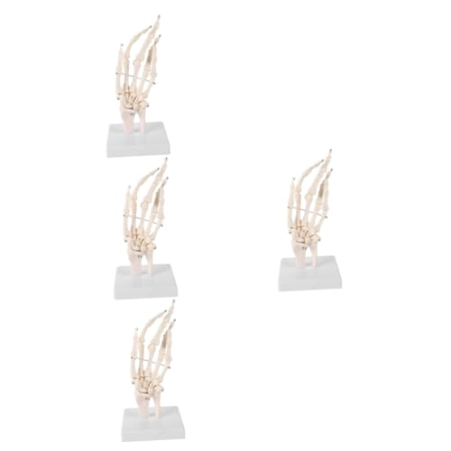 4 Stück Handknochen Gelenkmodell Menschliche Hand Anatomisches Modell Handskelett Mit Gelenkgelenken Menschliche Größe Skeletthand Menschliche Artikulierende Anatomische Gatuida von Gatuida