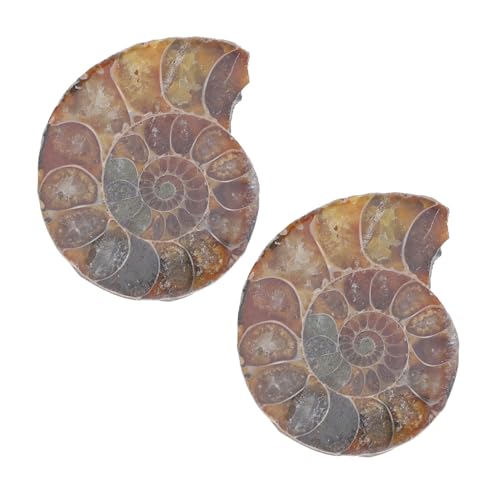 Gatuida 1 Satz Fossiles Exemplar Modelle Zur Dekoration Ammonitenmodelle Als Lustige Ammonitenmodelle Ammoniten-modelle Modelle Ornament Natürliches Muschelfossil Dark Brown 2st von Gatuida