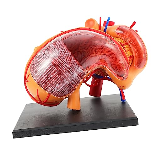 Gatuida 1Stk Modell der Organanatomie 3D-Anatomiemodell biologisches anatomisches Modell des Magens üben Modelle Magen anatomisches modell Lehrhilfe Puzzle Lehrmittel Ausrüstung 4d Plastik von Gatuida