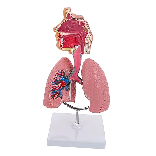 Gatuida 1Stk Modell des Atmungssystems Lungenmodell der Schule Atemlungenmodell anzeigen anatomical model Atemsystem Modell Lungenmodell für den Unterricht Atemlungenmodell lehren PVC von Gatuida