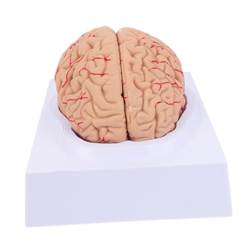 Gatuida 1Stk Neuronales Lehrmodell Männchen Körper Gehirnmodell im Klassenzimmer 3D-Struktur des Gehirns brain model PVC-Gehirnmodell Mann Blutgefäßmodell Anatomie Schädelarterienmodell von Gatuida