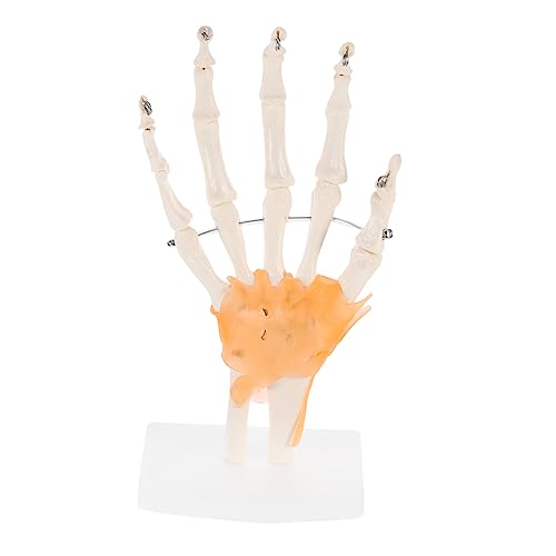 Gatuida 1stk Mannequin Gelenkgelenkmodell Menschliches Fußskelettmodell Handskelettmodell Werkzeug Gelenkmodell Auf Sockel Menschliches Artikulierendes Anatomisches Modell Pvc von Gatuida