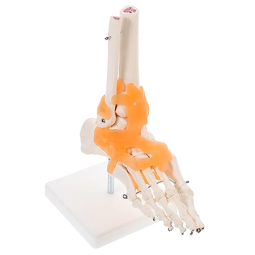 Gatuida 1stk Mannequin Menschliches Skelettmodell Menschliches Fußskelettmodell Modell Der Fußanatomie Anatomie Modell Füße Menschliches Fußgelenkmodell Menschliches Fußknochenmodell Pvc von Gatuida