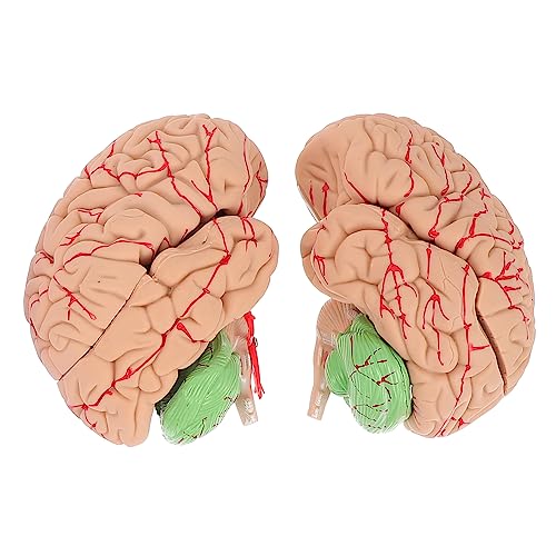 Gatuida 1stk Modell Der Gehirnanatomie Display-modell Des Gehirns Menschliches Skelettmodell Anatomie Schädelmodell -zeug Anatomiemodell Modell Des Gehirnsystems Bausatz Pvc von Gatuida