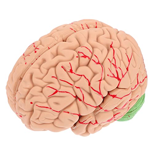 Gatuida 1stk Modell Der Gehirnanatomie Körper -zeug Modell Der Anatomischen Organe Gefälschtes Gehirnmodell Modell Des Menschlichen Gehirns Bausatz Verrückt Pvc von Gatuida