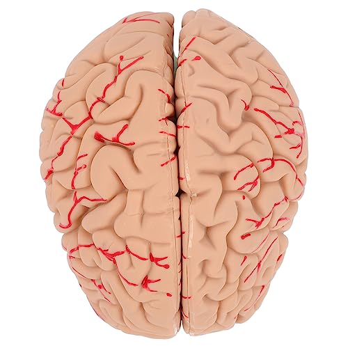 Gatuida 1stk Modell Der Gehirnanatomie Modellständer Für Menschliches Gehirn Gehirnmodell Für Den Unterricht Lehrgehirnmodellgestell Hilfsmittel Für Den Gehirnunterricht Pvc von Gatuida