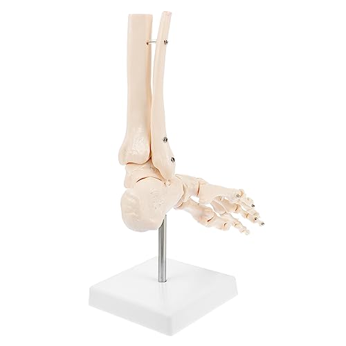 Gatuida 2 Stk Fuß Anatomie menschliches Skelettmodell Anatomiemodell molekular Modell Anatomie Fußgelenkmodell Fußknochenmodell PVC-Knöchelgelenkmodell Sprunggelenkmodell aus Kunststoff von Gatuida