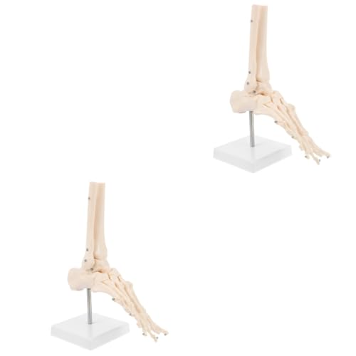 Gatuida 2 Stk Fuß Anatomie molekular menschlich Modell Anatomie Skelett Anatomiemodell Fußgelenkmodell Fußknochenmodell Anatomisches PVC-Modell plastisches anatomisches Modell von Gatuida