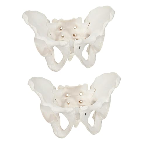 Gatuida 2 Stk weibliches Beckenmodell Beckenstrukturmodell Muskel Modell des Beckenskeletts Körper Schnecke Modell der Beckenanatomie Steißbein-Modell Anatomiemodell PVC Weiß von Gatuida