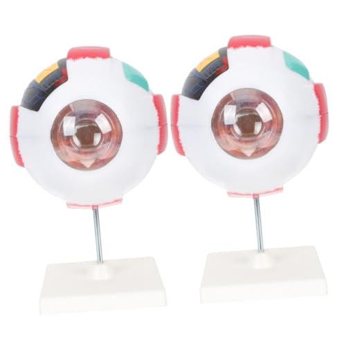 Gatuida 2St menschliches auge modell Augenmodell Augapfelfigur Modelle Augapfel-Anatomie-Modell Modell des menschlichen Augapfels Vorbau-Kits Anatomiemodell Augapfel-Modell Lehrhilfe PVC von Gatuida