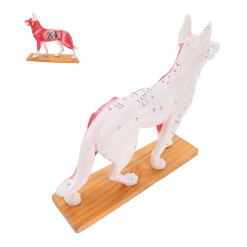 Gatuida 2st Akupunkturpunktmodell Für Hunde Hundemodell Hundeanatomiemodell Realistischer Hund 4d-anatomiemodell Für Hunde Plüsch Hund Haustier Modell Anatomie Hundeakupunkturmodell Pvc von Gatuida