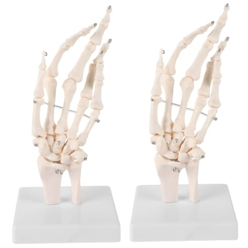 Gatuida 2st Handknochengelenkmodell Menschliches Handgelenkmodell Medizinisches Anatomisches Modell Skelettmodell Der Menschlichen Hand Handskelettmodelle Handgelenk Modell Weiß Pvc von Gatuida