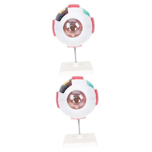 Gatuida 2st Menschliches Auge Modell Anatomie Menschliches Modell Augapfel-anatomie-modell Anatomie Für Modell Des Menschlichen Gehirns Anatomiemodell Augen Pvc von Gatuida