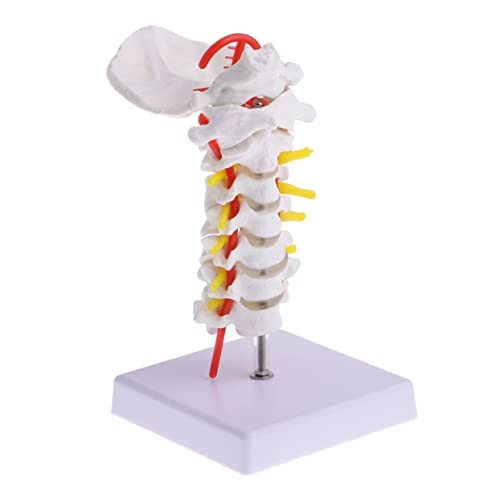 Gatuida 3 Stk Halswirbelsäule mit Halsschlagader Geräte anatomisch Nacken Gehirn Skelettmodell Wirbelsäulenmodell Halswirbelmodell Biologie zervikales Modell Lehrstütze hinteres Modell PVC von Gatuida