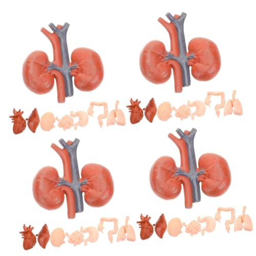 Gatuida 4 Sätze Menschliches Organmodell Modell Der Menschlichen Anatomie Lungenmodell Physiologie Netter Werkzeug Simulationsorganmodell Künstliches Menschliches Organ Pvc 8 Stück * 4 von Gatuida