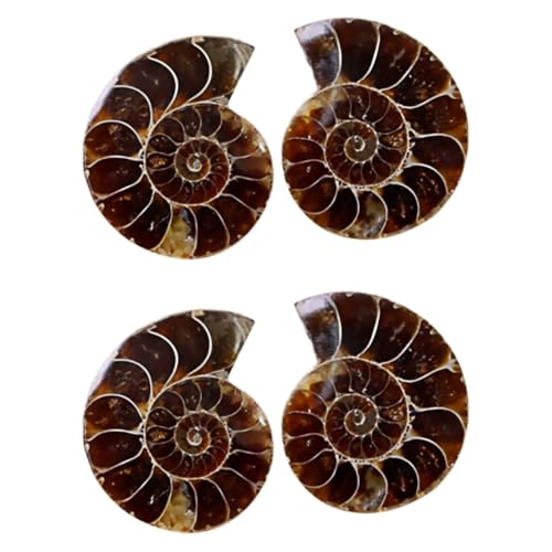 Gatuida 4 Stück Ammonit- -Marke fossilien kinder bürodeko Lehrmittel Fossilien wohnraumdeko Fossilien Sammlung Meeresdekor wissenschaftliches Exemplar modell dekor Desktop-Ornament von Gatuida