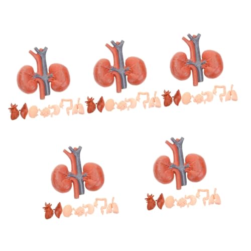 Gatuida 5 Sätze Menschliches Organmodell Modell Des Menschlichen Körpers Würfel Zum Studium Der Menschlichen Anatomie Orgelmodell Physiologie Tragbar Lehrmittel Stütze Pvc 8 Stück * 5 von Gatuida