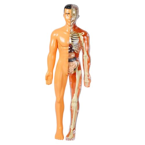 Gatuida 5st Menschliches Organmodell Anatomie Anatomie Für Körpermodell Anatomie-puzzle Lernspielzeug Für 5-7 Skelett-puzzle Sezierset Für Plastik von Gatuida